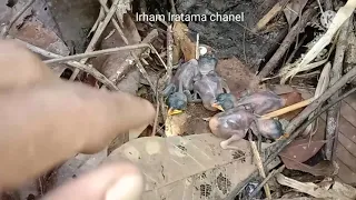 Download Menemukan sarang burung tiung tanah, dengan anak anaknya yang mungil MP3