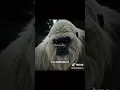 Download Lagu These guys are carrying TikTok Fr💀😂 #bigfoot #yeti #mentality