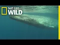 Blue Whales 101 | Nat Geo Wild