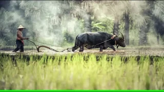 Download Backsound Musik Etnik Kecapi Suling | No copyright I Free Download MP3