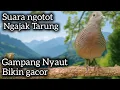 Download Lagu PANCINGAN PERKUTUT PALING DI SUKAI PERKUTUT JANTAN JENIS APAPUN NYAUT. 