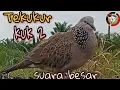 Download Lagu TEKUKUR KUK 2  SUARA BESAR