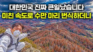 지금 대한민국에 미친 속도로 번지고 있다는 치사율 100% 숲의 불치병｜"단풍이 아니라 다 죽은 나무들입니다"