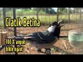 Download Lagu glatik betina memanggil jantan - pancingan agar gelatik batu ikut bunyi - perawatan glatik batu