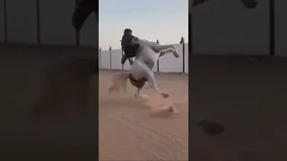 سقوط حصان على خي اله   دندنها