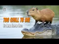 Capybara Why Even Crocodiles Won t Mess With This Animal