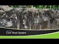 Corn Root System