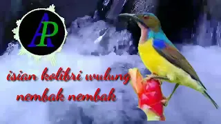 Download mp3 Kolibri gacor full isian tembakan kenari cocok untuk suara masteran 100 jitu MP3