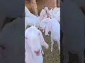 Lagu Eid 2025 video viral Pakistan Sabir goat farm video