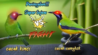 Download masteran cucak cungkok vs cucak kinoi  super tajam MP3