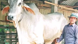 Those who like big cows, do not miss this video can regret later