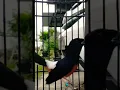Download Lagu murai batu medan ring lintang bf isian  kenari cililin kapas tembak prenjak wedok jenggot tengkek