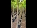 Download Lagu Delonix regia grown by Green Leaf Nurseries.