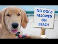 The Pros and Cons of having a dog in Charleston SC