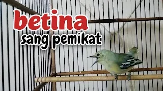sirtu betina gacor sang pemikat sirtu jantan kalo sirtumu jantan pasti langsung respon