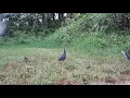 Download Lagu Waktu Yang Tepat Pikat Burung Sawah Ruak-Ruak / Wak - wak