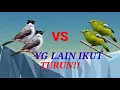 Download Lagu pikat sirtu kombinasi kutilang RIBUT..DI JAMIN YG LAIN IKUT TURUN....