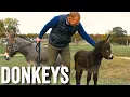 Thinking of keeping donkeys - Adam Henson s Farm Diaries