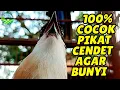 Download Lagu SUARA PIKAT / PANCINGAN CENDET PALING AMPUH TANPA IKLAN*