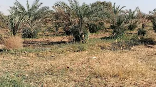 ارض زراعيه للبيع في الوادي الجديد    فدان     نخله استراحه             دندنها