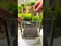 Download Lagu Setting up my new betta fish tank.