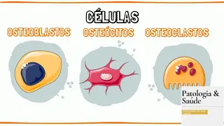 Histologia do Tecido Ósseo - Células e Matriz