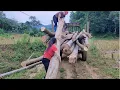 Lagu Using Agricultural Vehicles, Two Busy Country Girls Exploiting Large Trees by Human Power