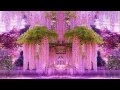 Download Lagu Magnificent Colors of Wisteria (HD1080p)