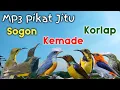 Download Lagu Suara Pikat Jitu Cuuitan Sogon,Kemade,Kolibri Kelapa