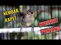 Download Lagu Flamboyan NEMBAK RAPET Nyeceret