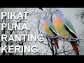 Download Lagu pikat punai ranting kering, sangat mantap