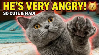 Cute Kitten Tries to Catch a Toy & Gets VERY ANGRY! 😾😂 | Funny Cat Expressions