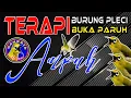 Download Lagu Terapi Pleci agar BUKA PARUH || Terapi Pleci Paling Ampuh mengatasi Macet Bunyi