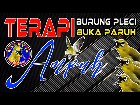 Download MP3 Terapi Pleci agar BUKA PARUH || Terapi Pleci Paling Ampuh mengatasi Macet Bunyi