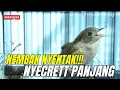 Download Lagu SUARA BURUNG FLAMBOYAN GACOR DURASI || NYECRETT PANJANG FULL TEMBAKAN DAN BESETAN
