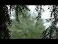 Relaxing Sound of Rain and Wind in Forest 1 Hour / Rain Drops Falling From Trees with Wind