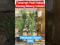 Download Lagu tanaman padi pakan hama #wereng #hamapadi #tanamanpadi