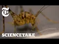 Crickets Can Jump 50x Their Body Length Here s How ScienceTake