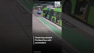 Goats hop aboard Portland bus with commuters
