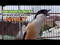 Download Lagu burung cendet gacor FULL TEMBAKAN BONGKAR JITU PANCINGAN CENDET AGAR BUNYI bikin BURUNG PENTET GACOR