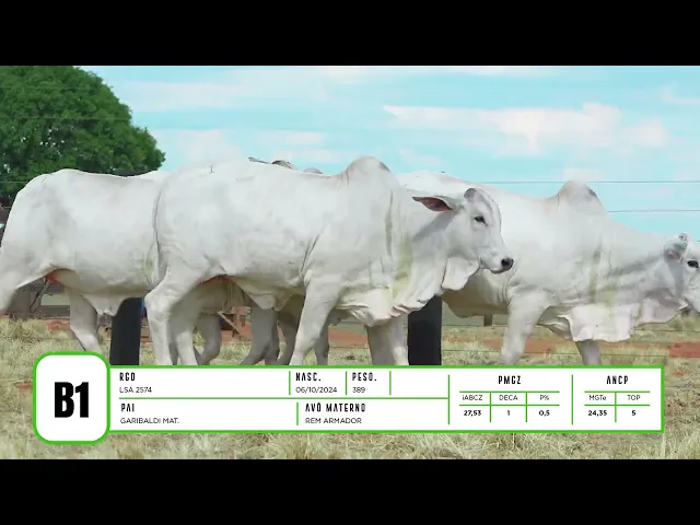 7 BEZERRAS NELORE P.O.