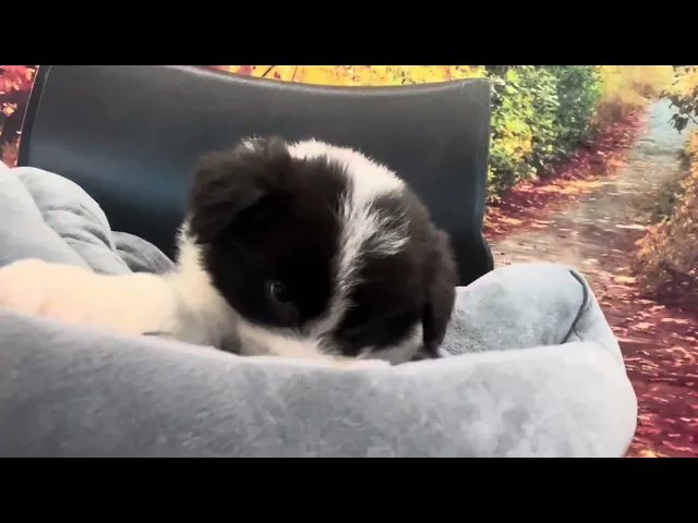 動画