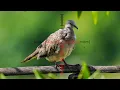 Download Lagu Pesting airgun hunting bird-Air Rifle Hunting 2023