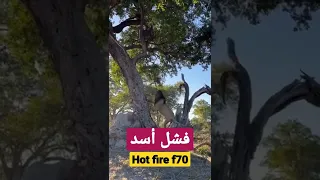 أسد يتسلق الشجرة مطاردات الفهد  أسد يتسلق الشجرة مطاردات الفهد