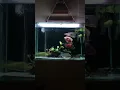 Download Lagu Pasang hardscape \u0026 tanaman dalam aquarium ikan predator.. bisa gak yah..?