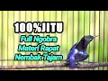 Download Lagu MASTERAN GACOR KOLIBRI NINJA 100%AMPUH BIKIN KONIN ANDA IKUT NGOBRA