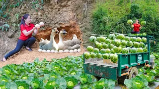 Build Big Nest For Goose Lay Eggs - Harvest Self-grown Cabbage Go To Sell At Market | Daily Farm
