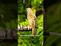 Download Lagu Burung merbah belukar mata merah liar Olive-winged Bulbul.#short