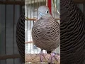 Download Lagu Burung tekukur lokal punya suara topcer yang jernih untuk umpan yang langsung bereaksi #shorts
