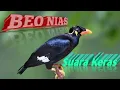 Download Lagu pancingan suara agar beo cepat ngacor